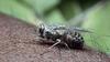 La mouche tropicale tsé-tsé porteuse de la maladie, mortelle, du sommeil ©Anthony Bannister/Getty Image
