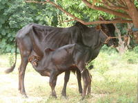 Zebu with trypanosomiasis breastfeeding her young © Cirad, D. Berthier