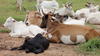 Cattle herd in Burkina Faso © Cirad, D. Berthier