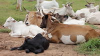 Troupeau de bovins au Burkina Faso © Cirad, D. Berthier
